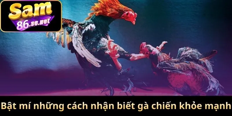 Bật mí những cách nhận biết gà chiến khỏe mạnh