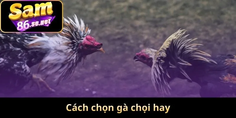 Cách chọn gà chọi hay khiến thành viên Sam86 thích thú