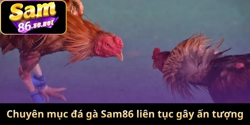 Chuyên mục đá gà Sam86 liên tục gây ấn tượng