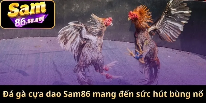 Đá gà cựa dao Sam86 mang đến sức hút bùng nổ