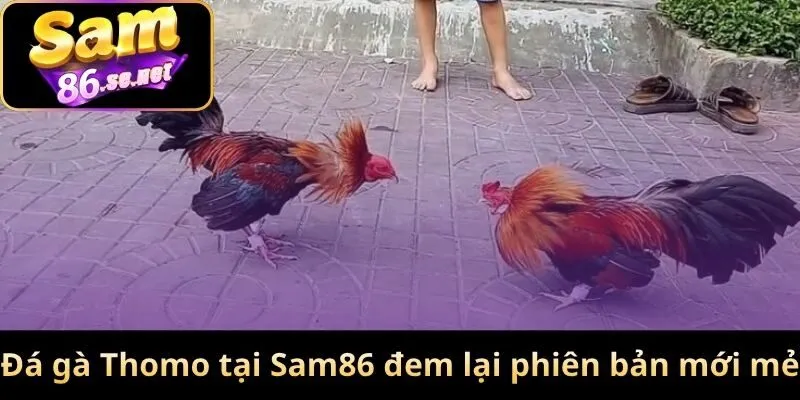 Đá gà Thomo tại Sam86 đem lại phiên bản mới mẻ
